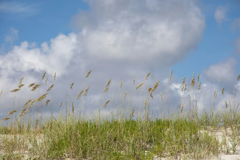 a bench in front of a bunch of tall grass