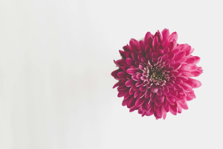 a pink flower floating in the air against a white background