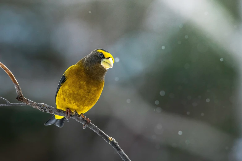 a yellow and black bird is sitting on a nch