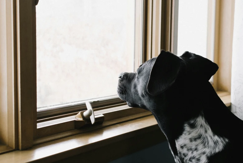 a dog looking out the window at soing on the outside