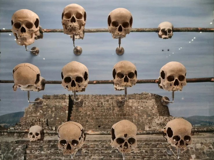 many human skulls on display in the window