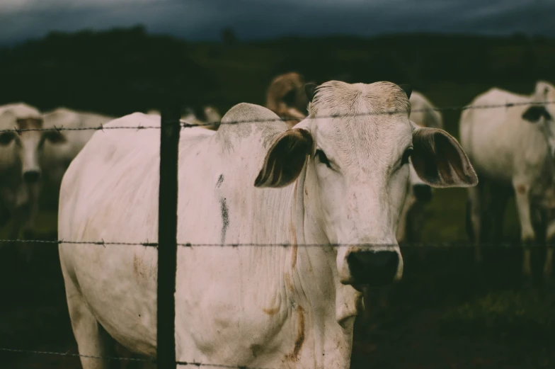 some white cows behind a fence looking at the camera