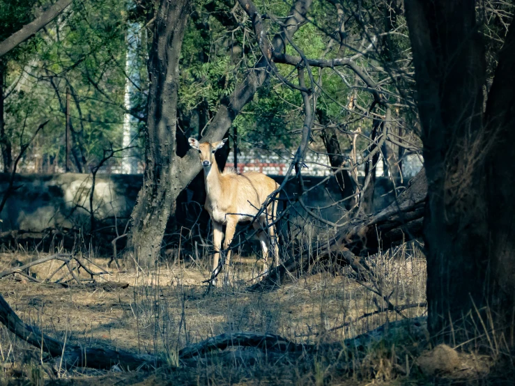 a deer in the woods looking around at the camera