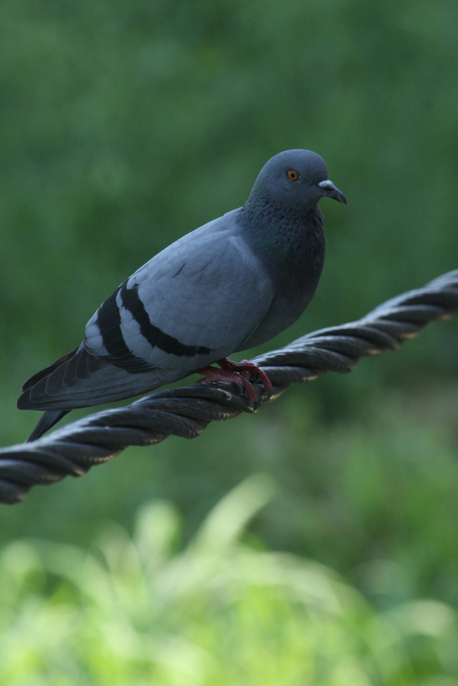 the pigeon is perched on the cable beside the plants
