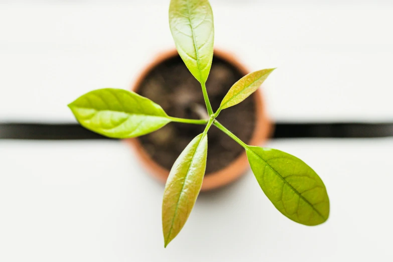 green leafs are sprout from a small plant