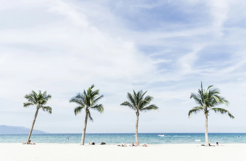 palm trees line the beach as people walk along it