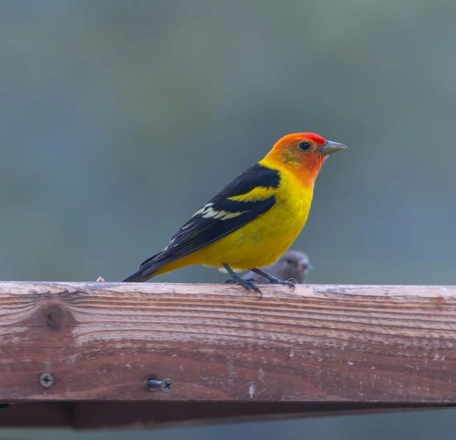 the yellow, black and red bird has an orange head