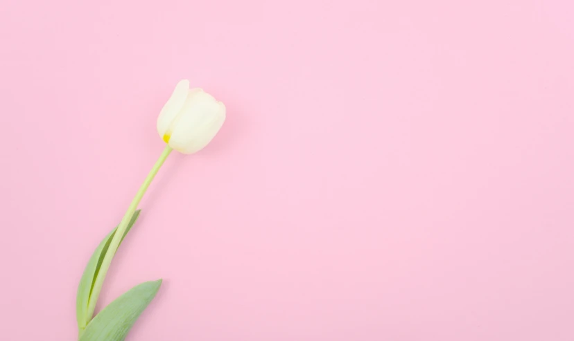 a flower that is laying on top of some pink paper