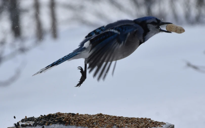 a bird with its wings spread while eating in the snow