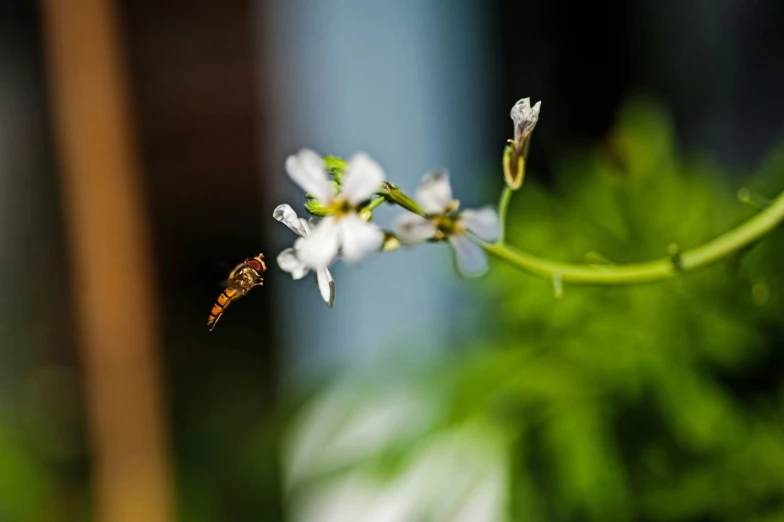 a bug is flying near some flowers in the yard