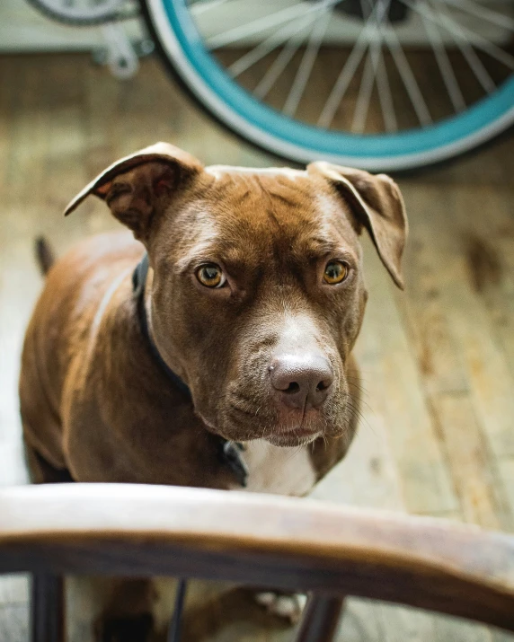 dog stares into camera from inside room with bike behind it