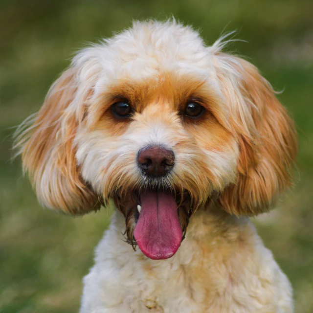 a white, brown and black dog is panting in the grass