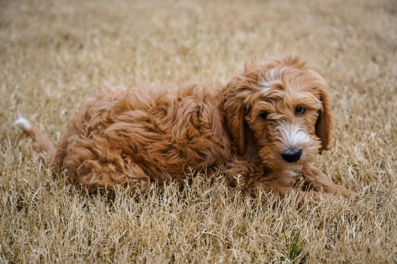 an adorable dog laying in tall grass looking at the camera