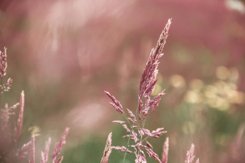 some grass with purple flowers on a field