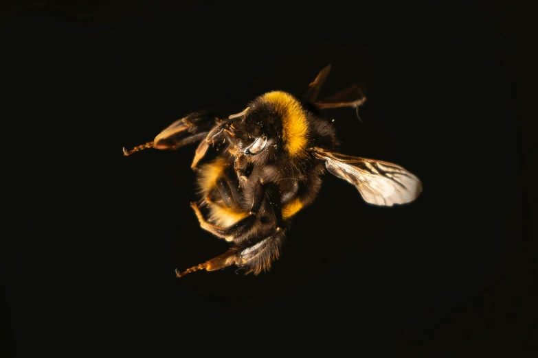 a bee on the ground with its wings spread