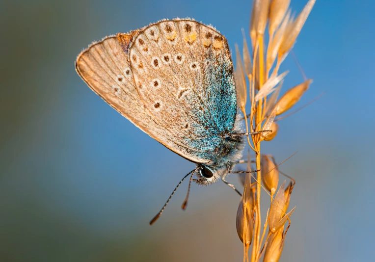 a small blue erfly sits on top of a plant