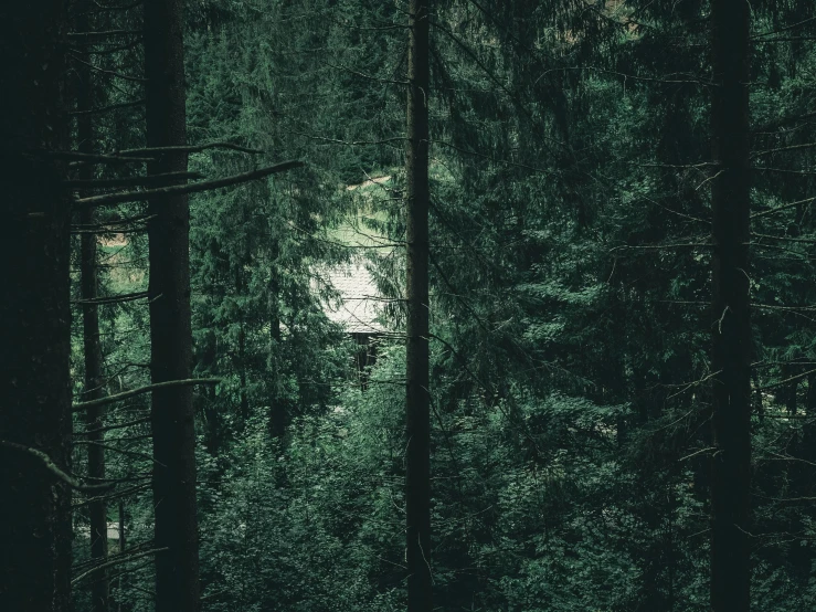 trees in the forest are tall and green