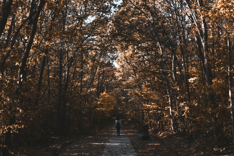 a person stands in the middle of the trees in an orange and red forest