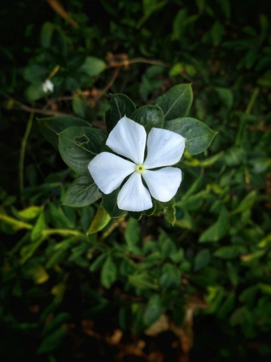 this is an image of a white flower