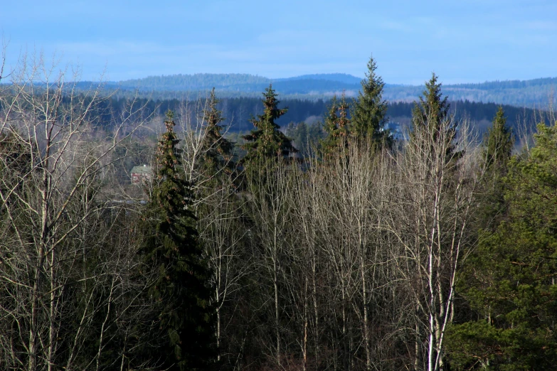 a forest filled with trees and mountains in the background