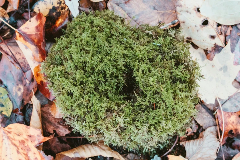 green plant growing in an unpaved garden area