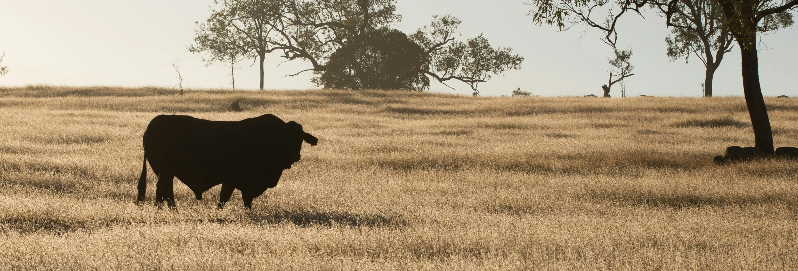 a lone cow walks through the dry grass