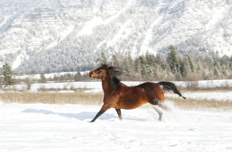 a horse running in the snow near a mountain