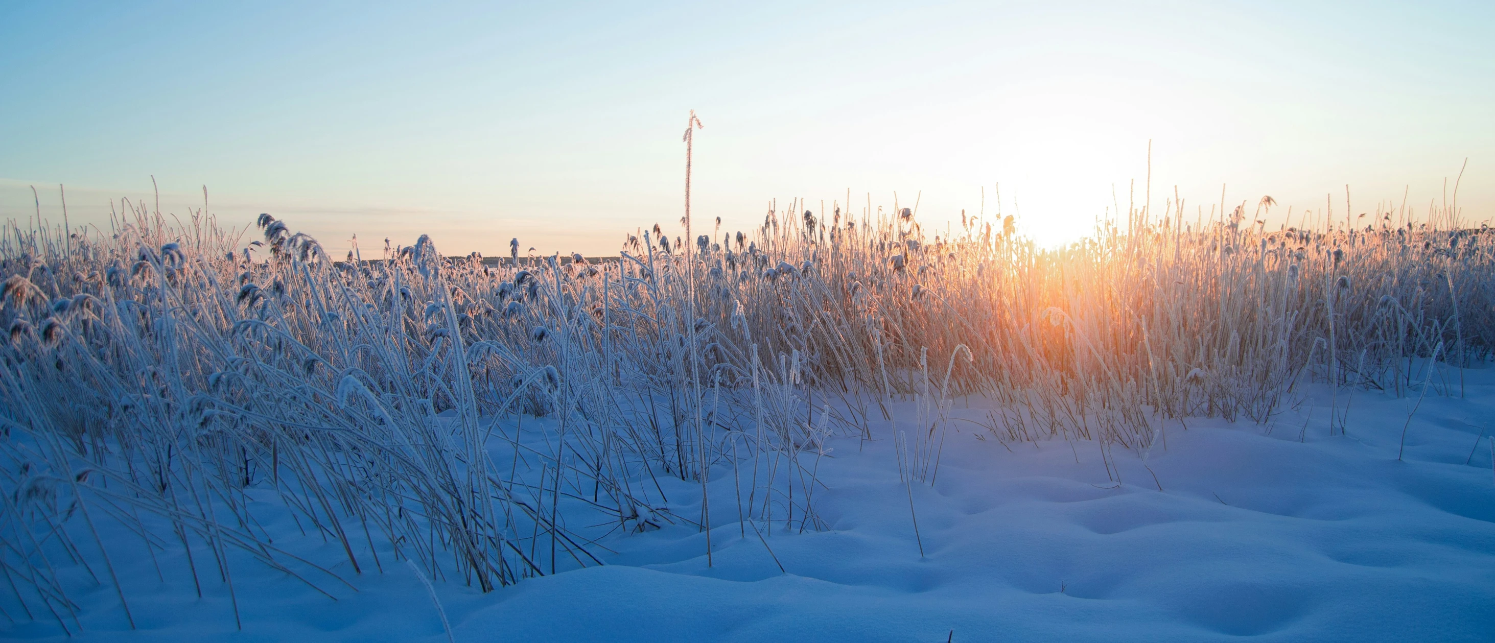 the sun shines through the tall grass covered in snow