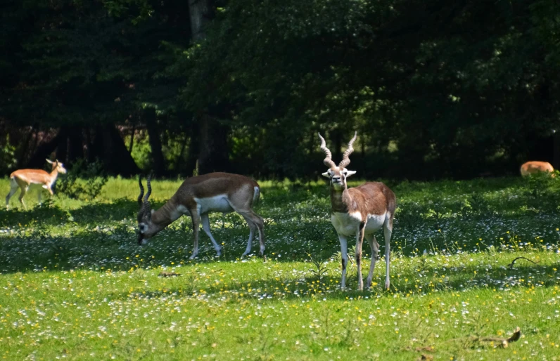 a group of deer standing on top of a grass covered field