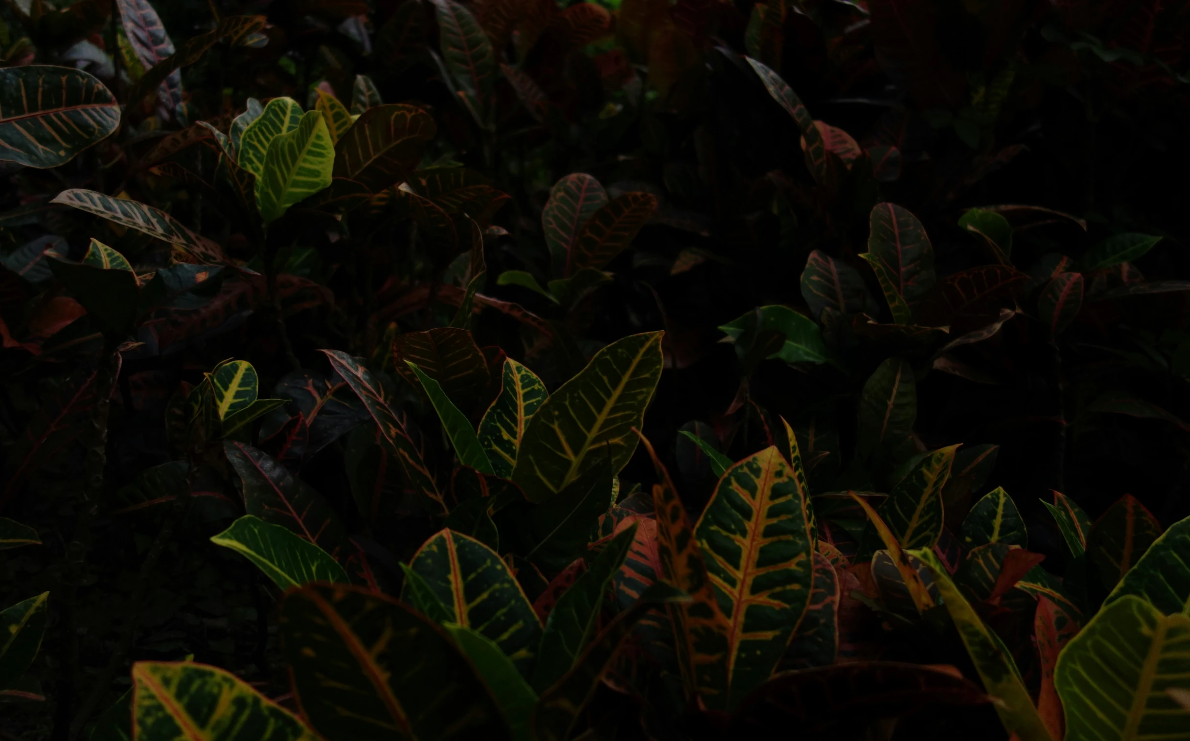 green and red plants in the dark