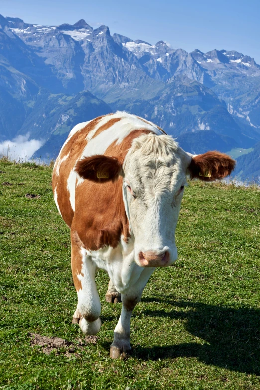 a cow stands on a grassy area with mountains in the background
