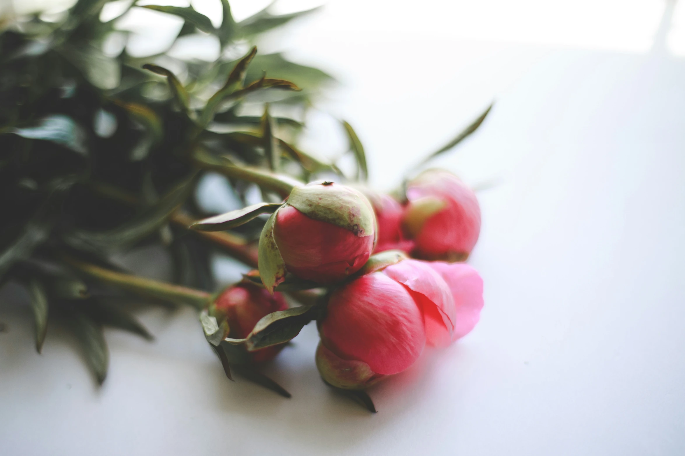 a close up of some pink flowers on a table