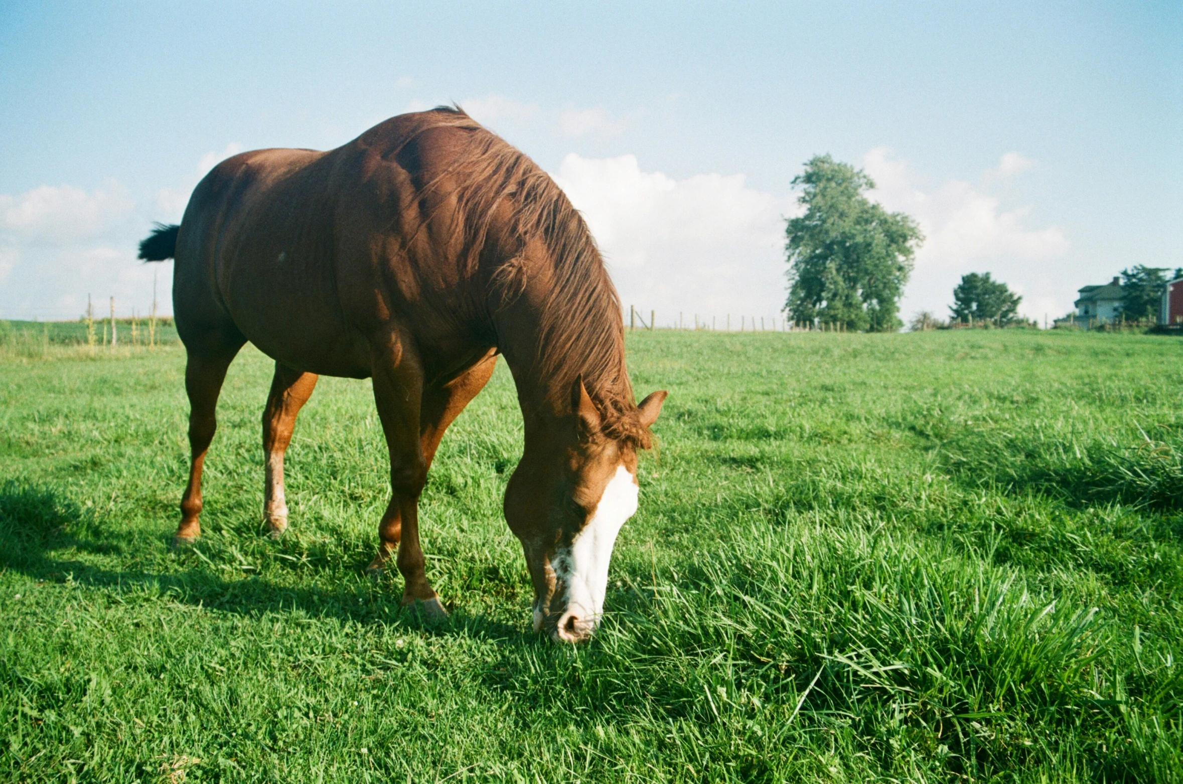 a horse is grazing in the middle of a field