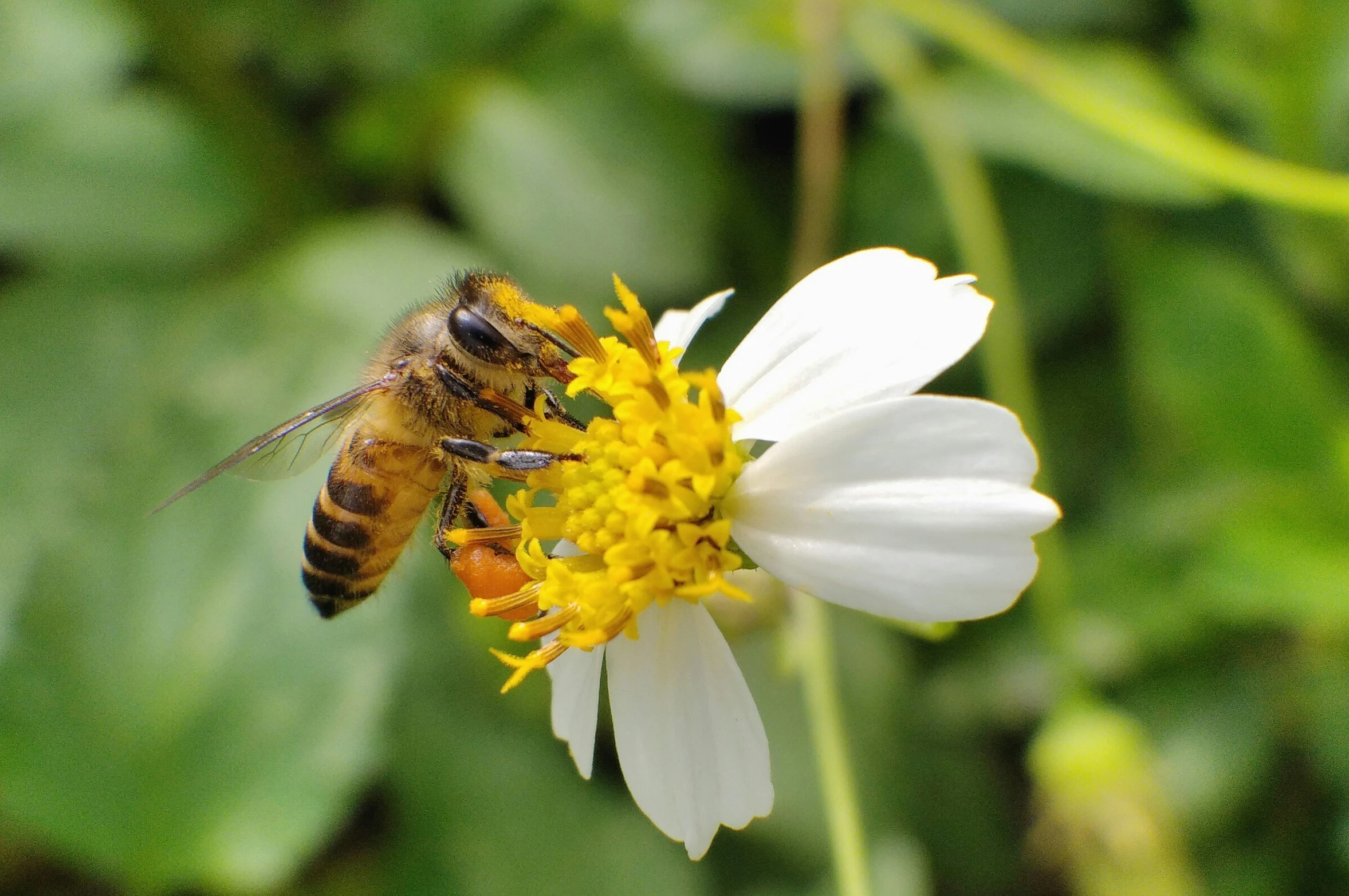 a bee on a white flower with green leaves