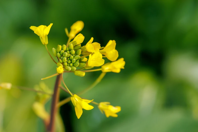 the yellow flower is still blooming in the green field