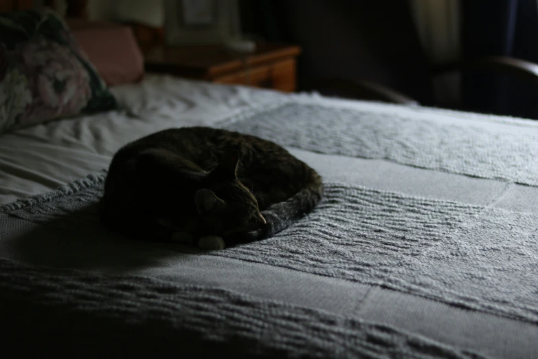 a cat laying on top of a bed next to a window