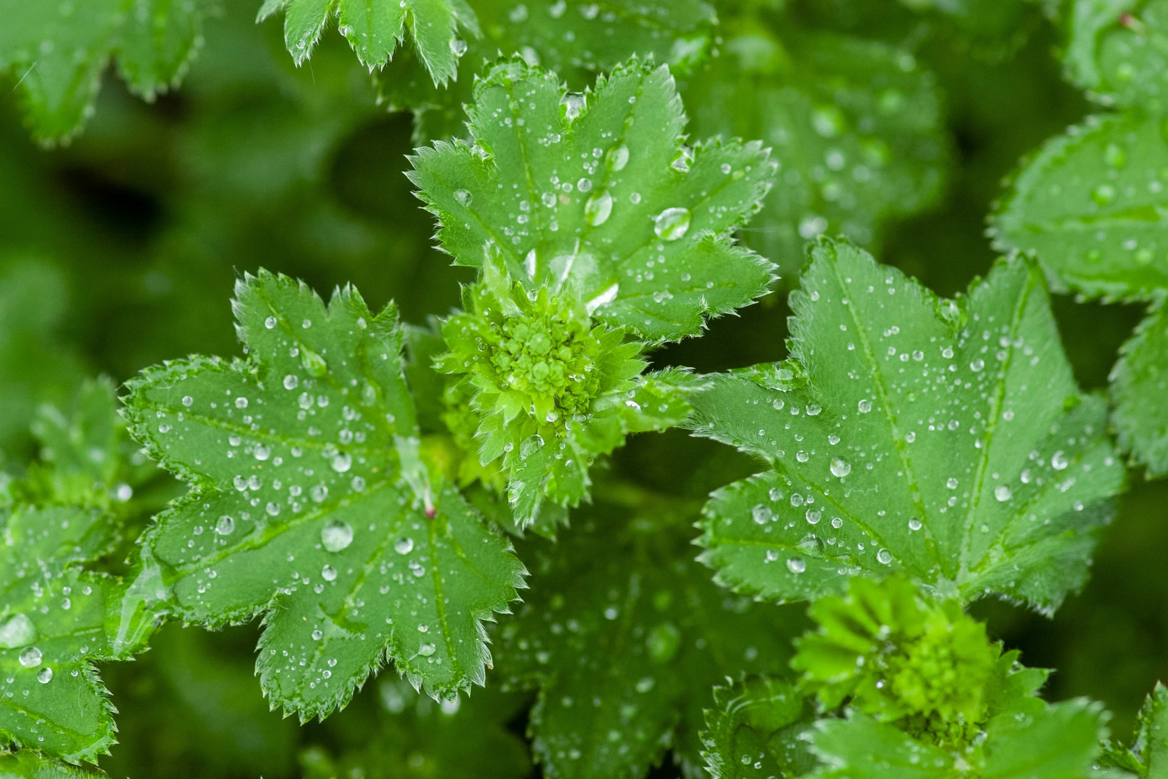 a bunch of water drops that are on top of leaves