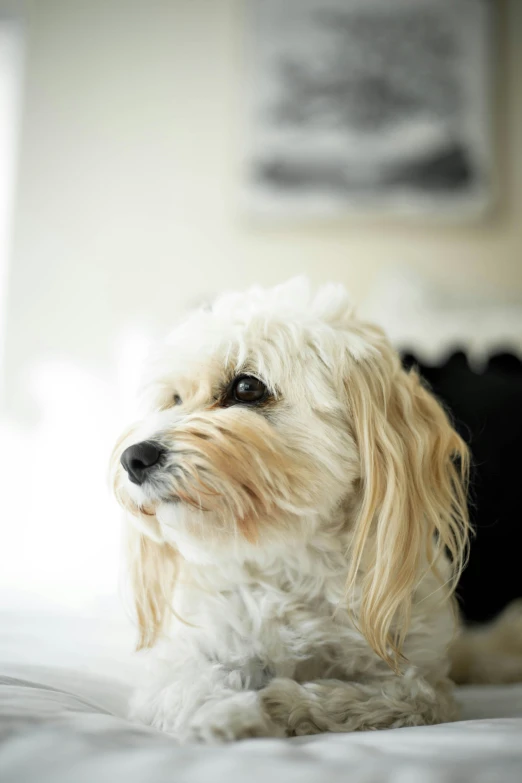 there is a dog that is lying on the bed