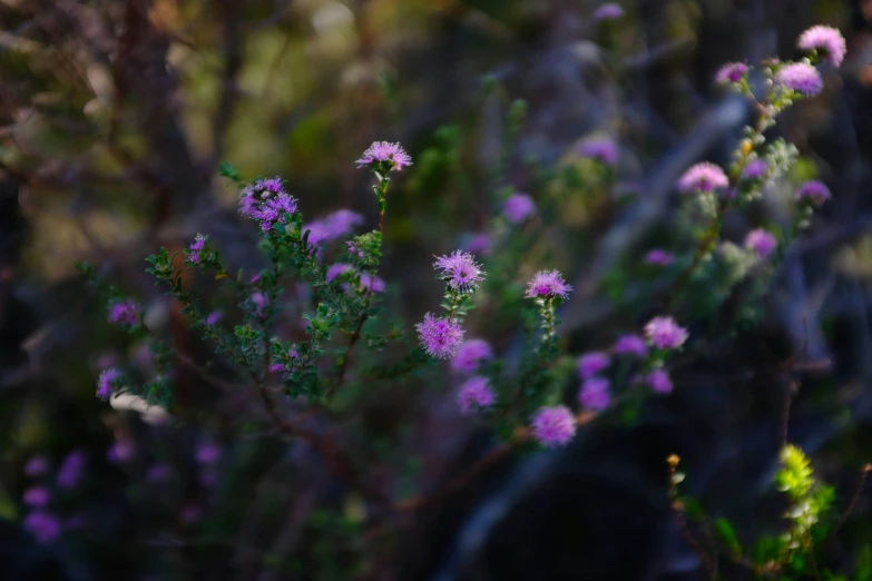 a close up picture of flowers and leaves