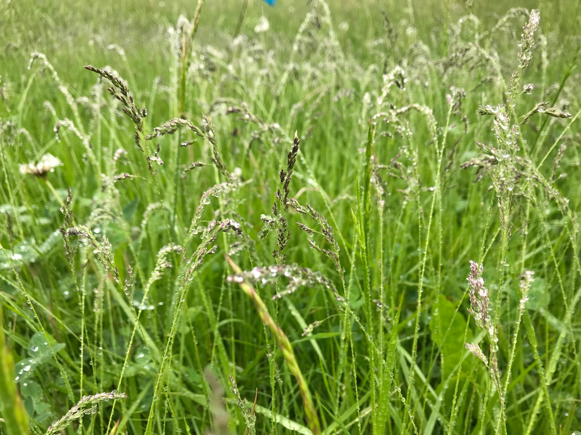 a group of green grass sitting in the middle of a field