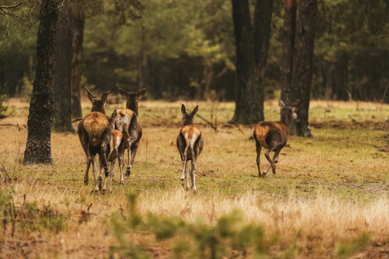 several deer are standing in the field during the day