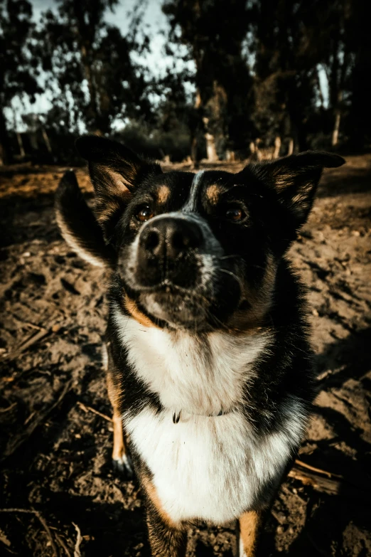 dog looking directly into camera outside in the grass