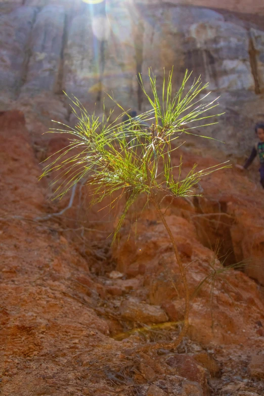 a small plant sprouts out of the rocks