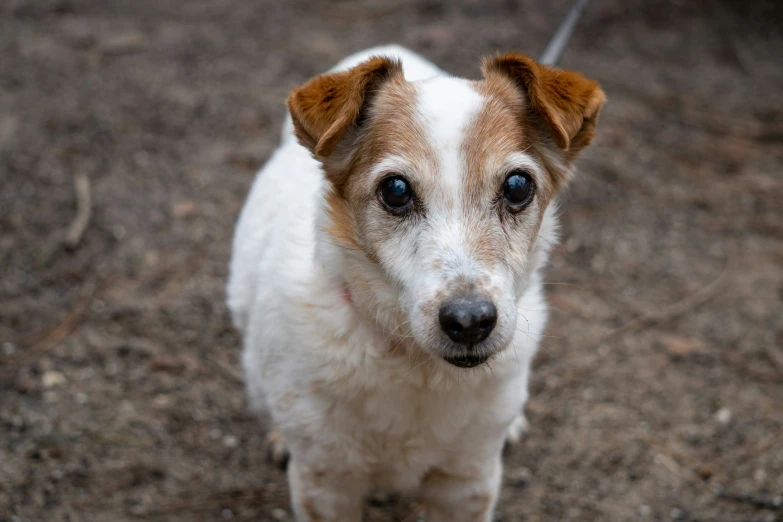 a dog looking straight at the camera in the dirt