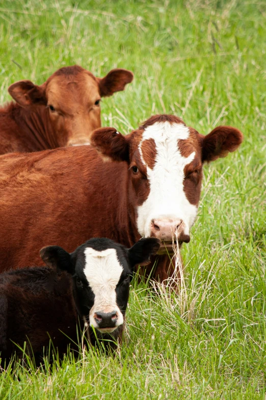 brown and white cows in grassy field staring at camera