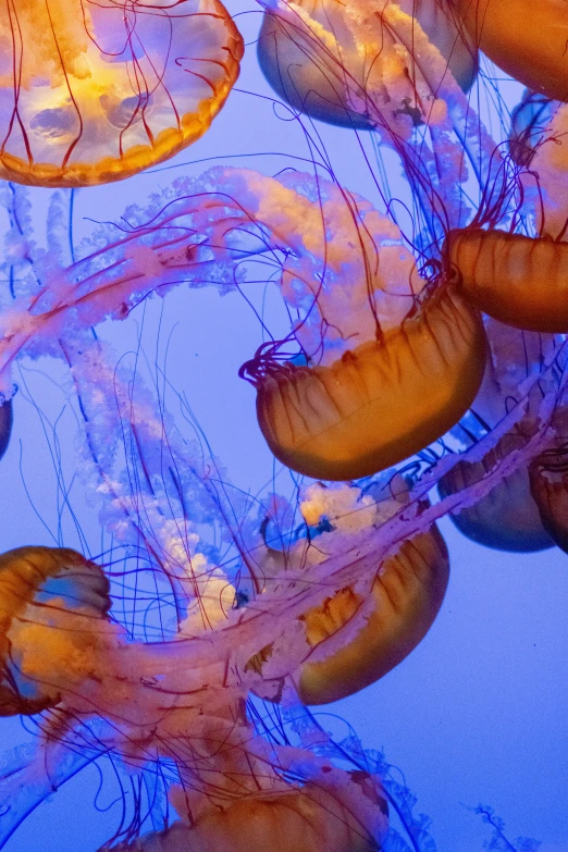 a close - up of jellyfish's heads underwater in a tank