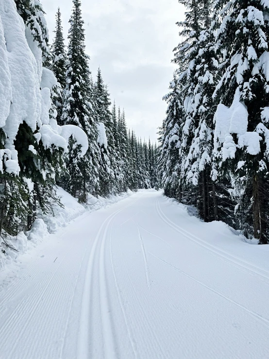 a person is cross country skiing in the woods