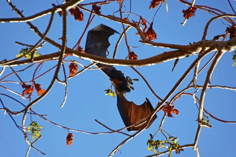 a bird flying high up in the sky above trees