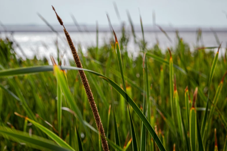 a grassy beach area near the water with a large body of water in the background