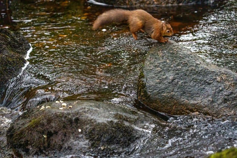 a brown bear on rocks in the water